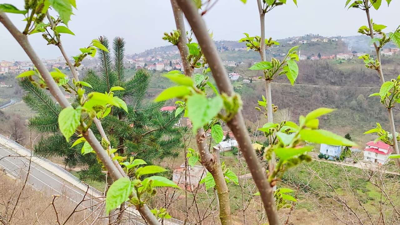 Giresun’da şubatta karayemiş ve dut meyve verdi