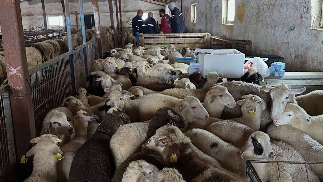 Aydıntepe’de şap hastalığına karşı sıkı takip