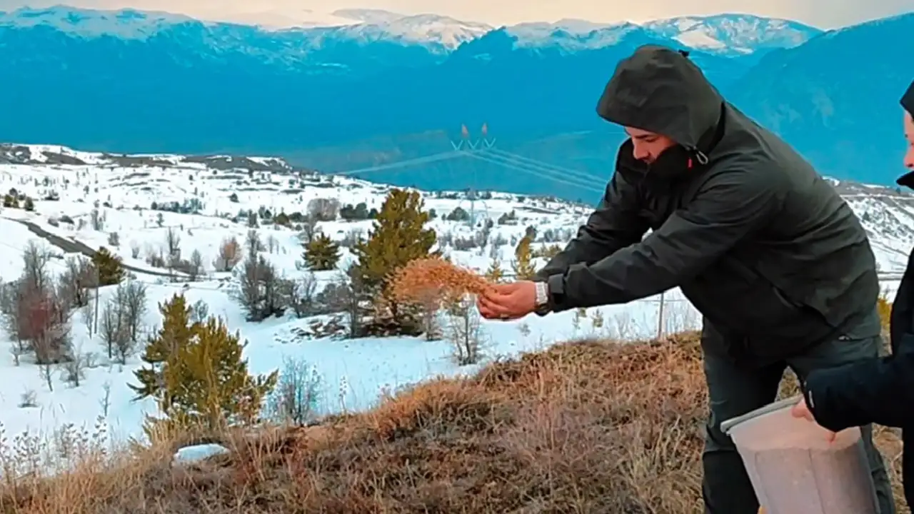 Giresun Şebinkarahisar’da kuşlar için doğaya yem bırakıldı