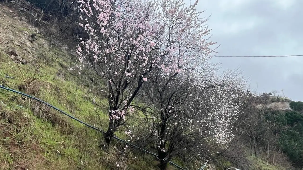 Artvin’de yalancı bahar: Ağaçlar erken çiçek açtı