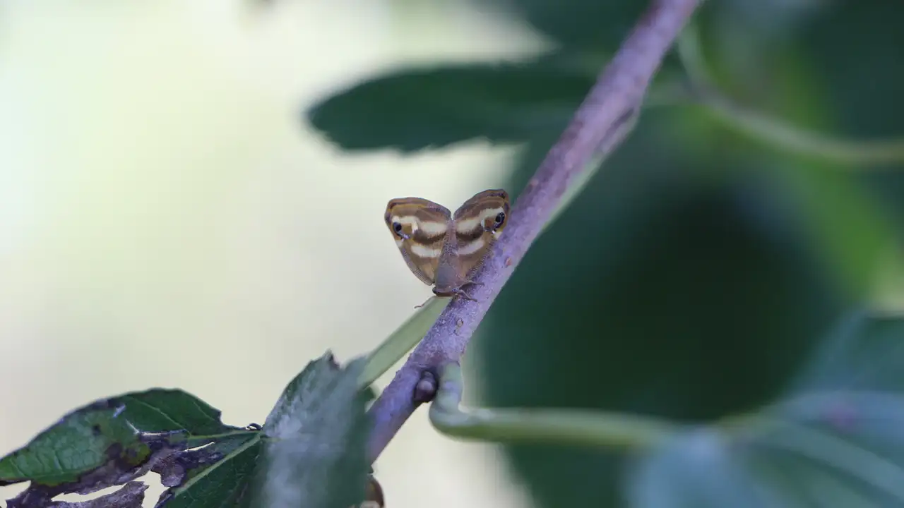 Doğu Karadeniz’de 3 istilacı tür alarmı: Uzmanlar çağrı yaptı