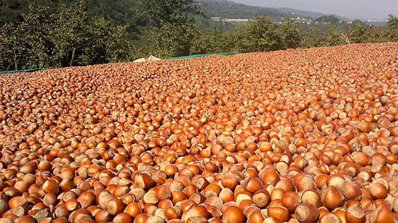 Ortahisar ve Beşikdüzü ilçelerine fındık kurutma tesisi yapılacak: Başkan Genç açıkladı