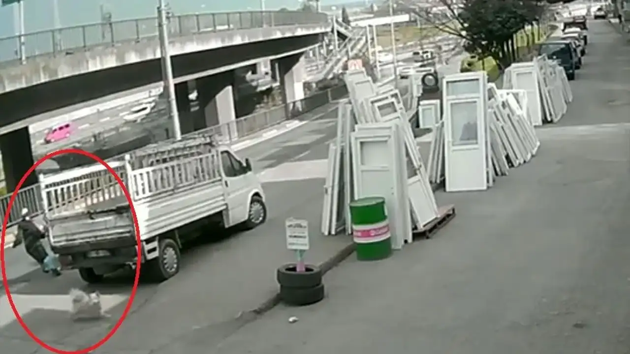 Trabzon’da sahipsiz köpek tartışması: Sorun gerçekten çözüldü mü?