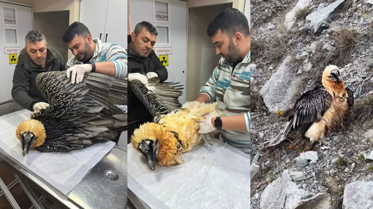 Artvin’de yaralı bulunan sakallı akbaba doğaya bırakıldı