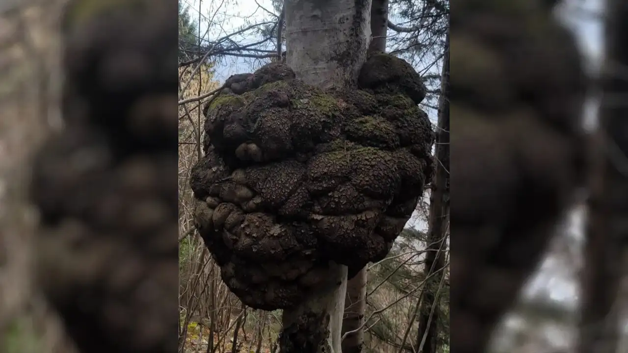 Karadeniz’de nadir görülen dev ağaç uru Trabzon'da ortaya çıktı