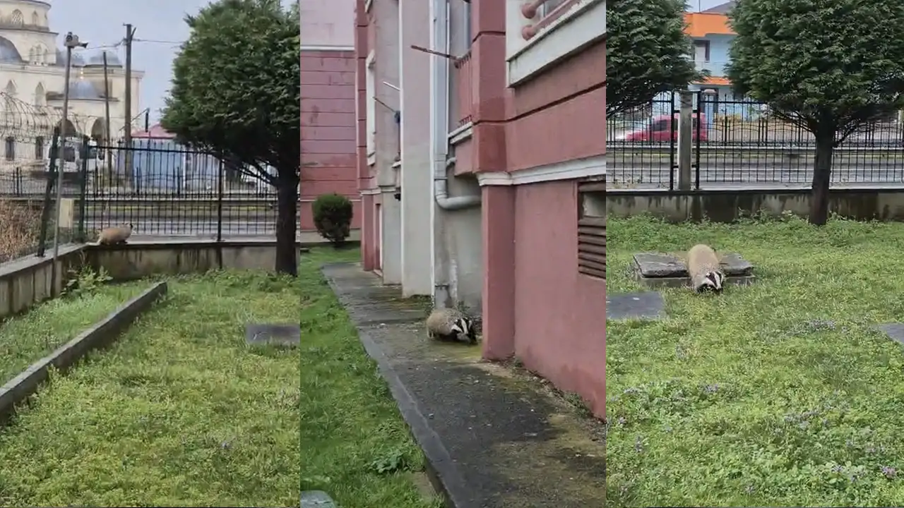 Trabzon’da site bahçesine porsuk girdi: O anlar kamerada