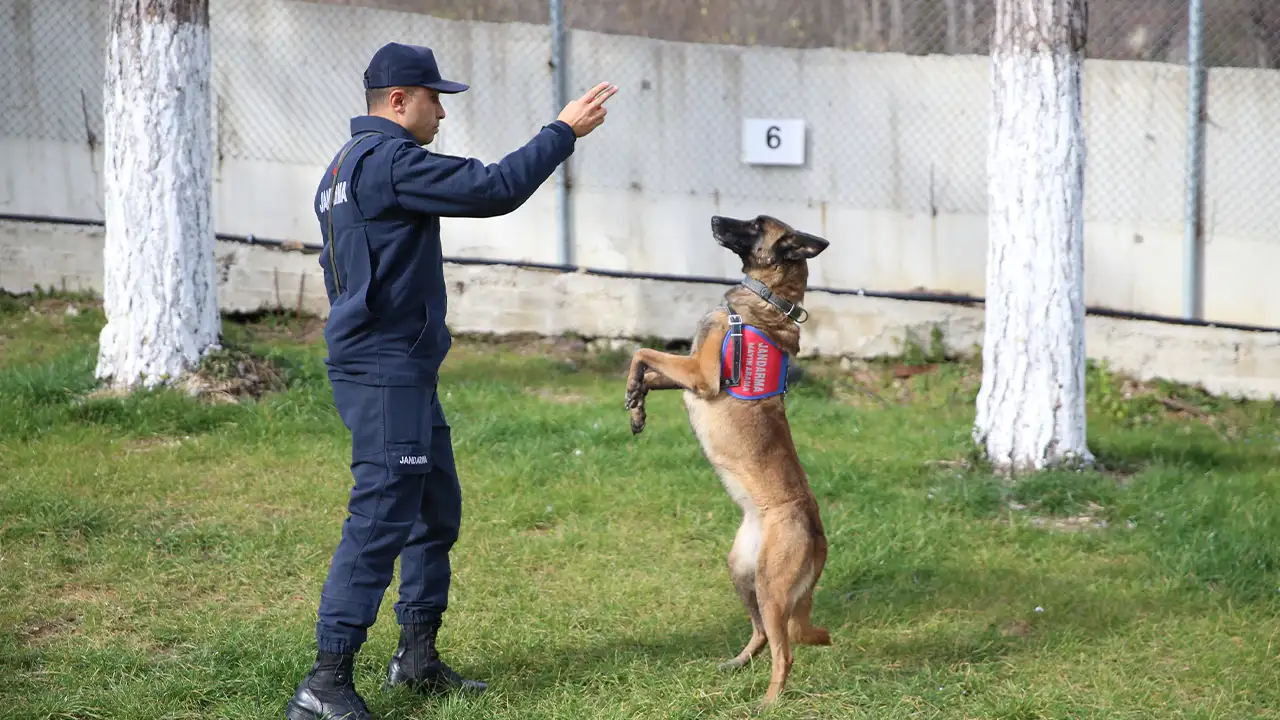 Ordu’da jandarmanın hassas burunlu köpekleri görevde