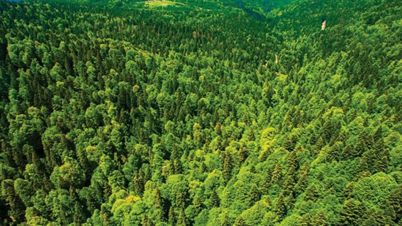 Trabzon’da 4 mahalle 7 bölge orman dışına çıkarıldı