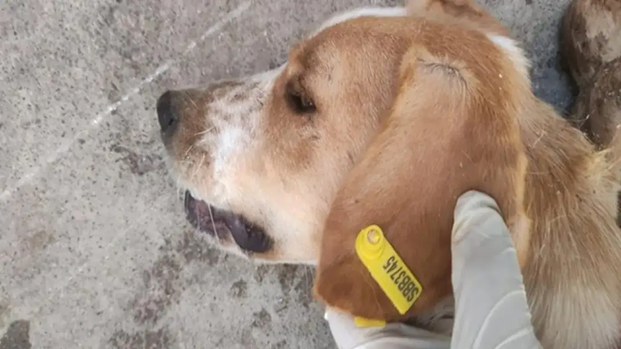 Samsun’da sokak hayvanları için belediyelere 7,7 milyon TL destek