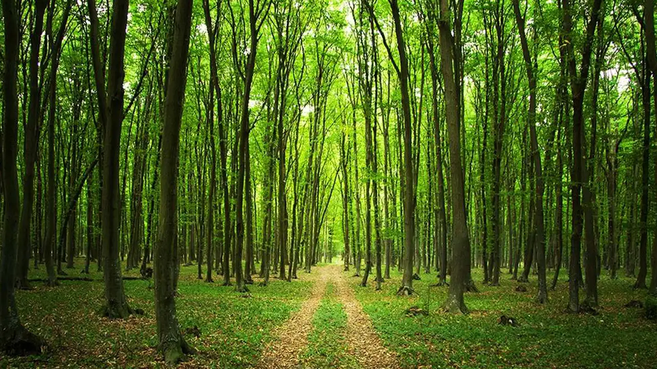 21 ilde orman sınırı değişti: Trabzon ve Artvin’de çevreci ve siyasal tepki büyüyor