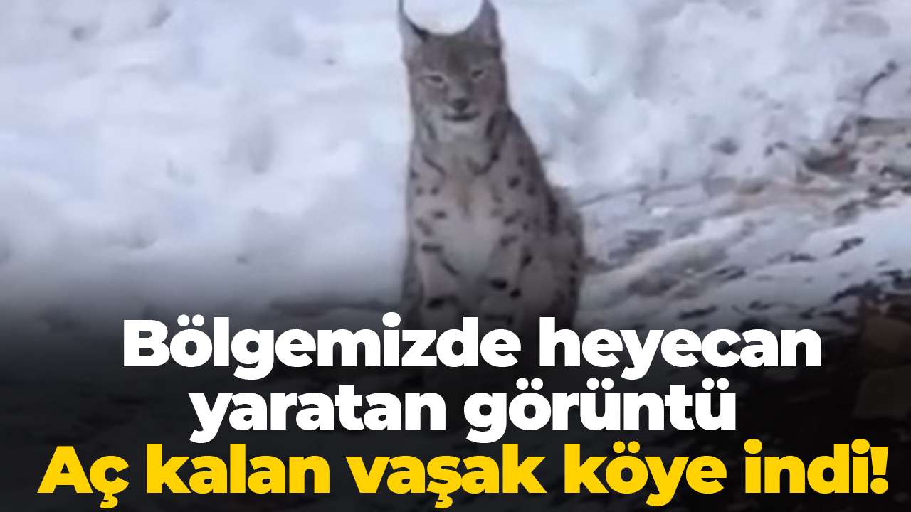 Bölgemizde heyecan yaratan görüntü: Aç kalan vaşak köye indi!