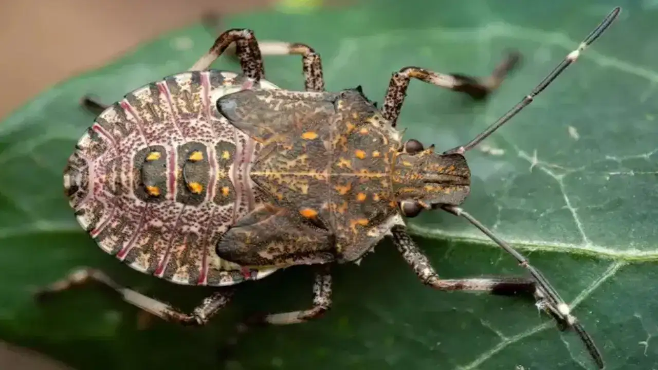 Kahverengi kokarca ile nasıl mücadele edilir? Fındık üreticileri ne yapmalı