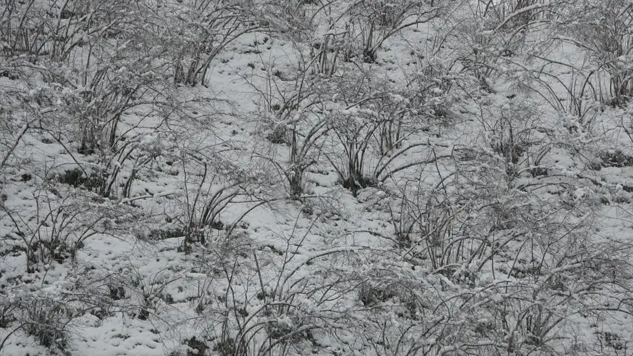 Fındık için kritik uyarı geldi: Zirai don tehlikesi sürüyor