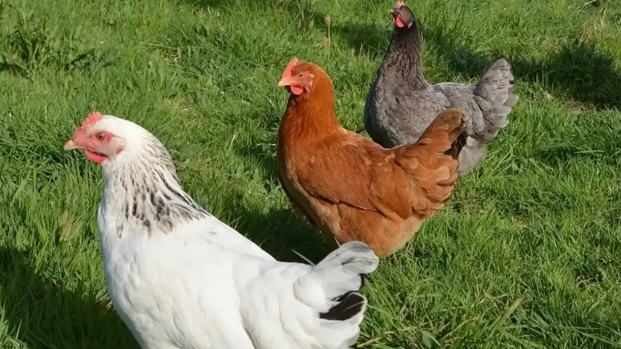 Rüyada tavuk görmek ne anlama gelir? Rüyada canlı tavuk görmek ne demek?