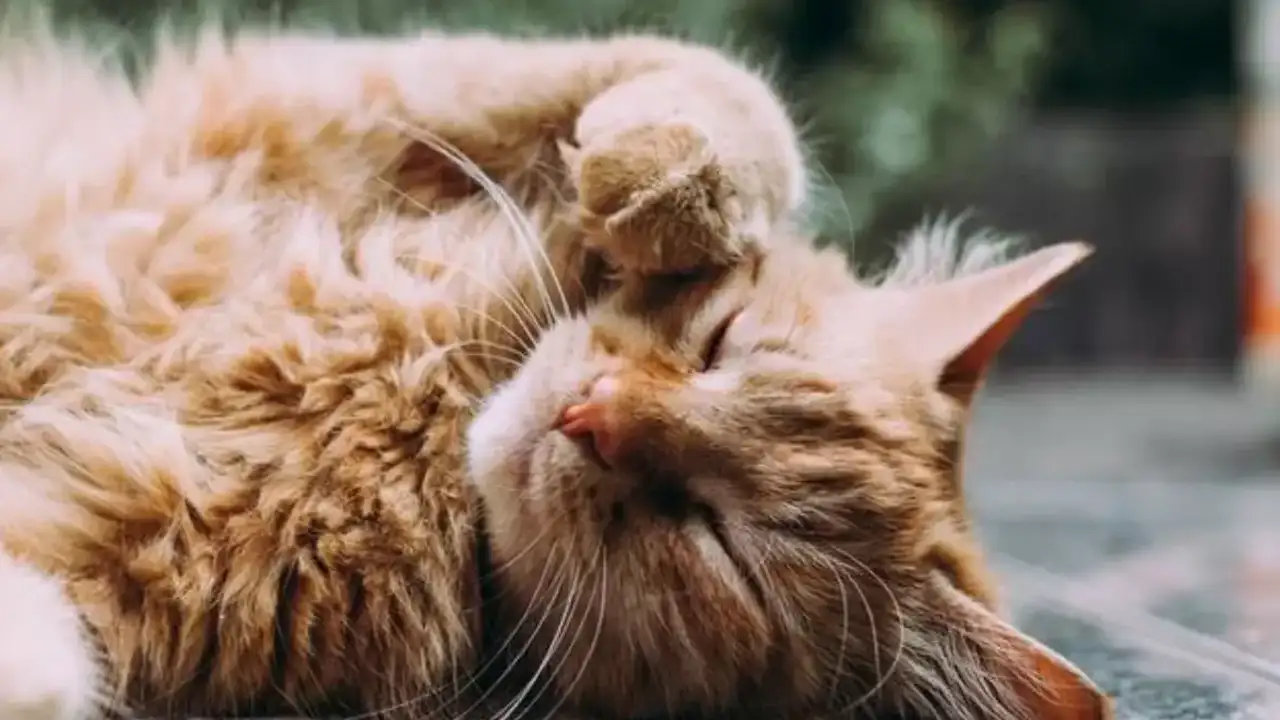 Rüyada yavru kedi görmek ne anlama gelir? Rüyada siyah, beyaz, büyük, yavru kedi görmenin anlamı nedir?