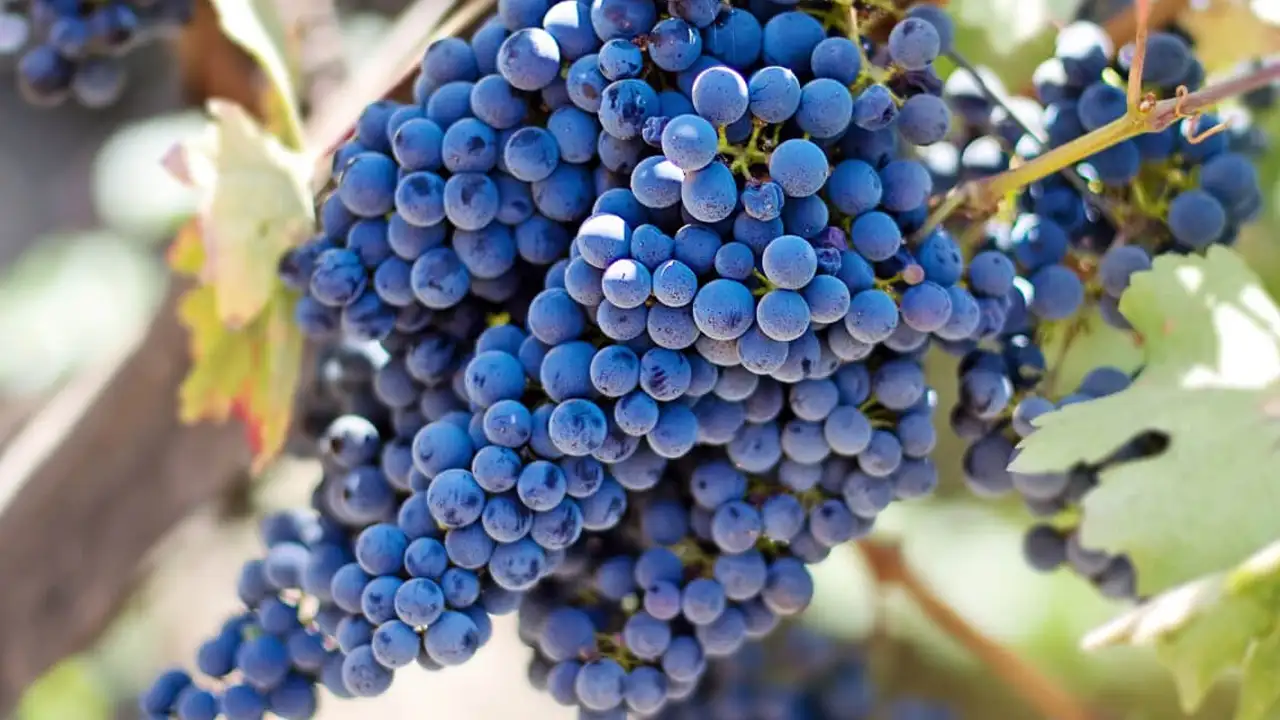 Rüyada üzüm görmek ne anlama gelir? Rüyada kırmızı üzüm yemek anlamı nedir?