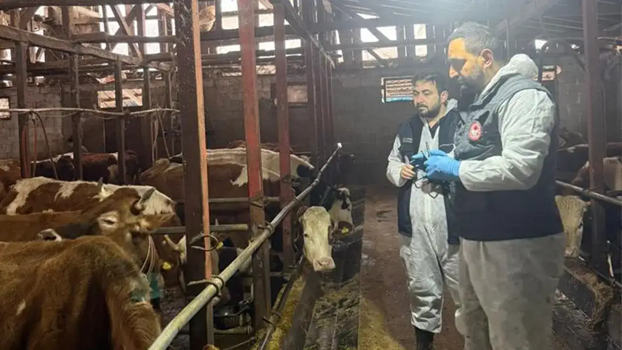 Rize'de 18 bin 140 büyükbaş hayvan için  şap aşısı başladı