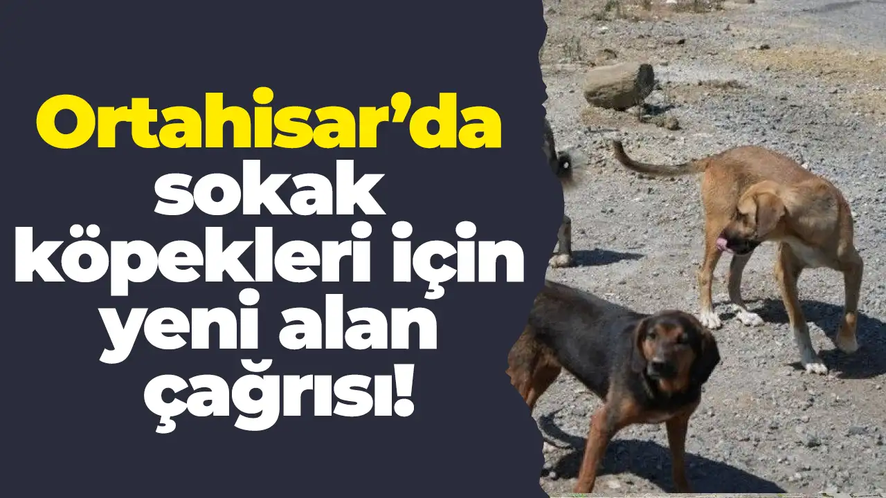 Ortahisar’da sokak köpekleri için yeni alan çağrısı
