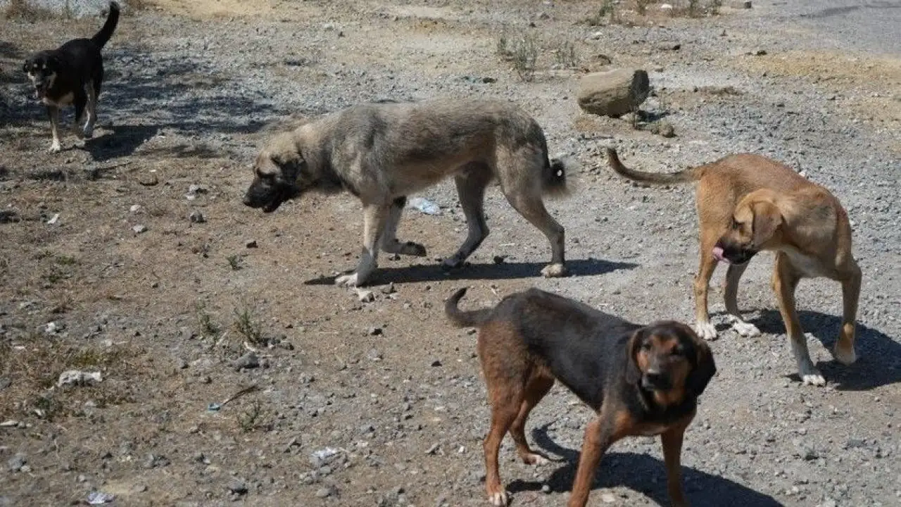 Ortahisar’da sokak köpekleri için yeni alan çağrısı