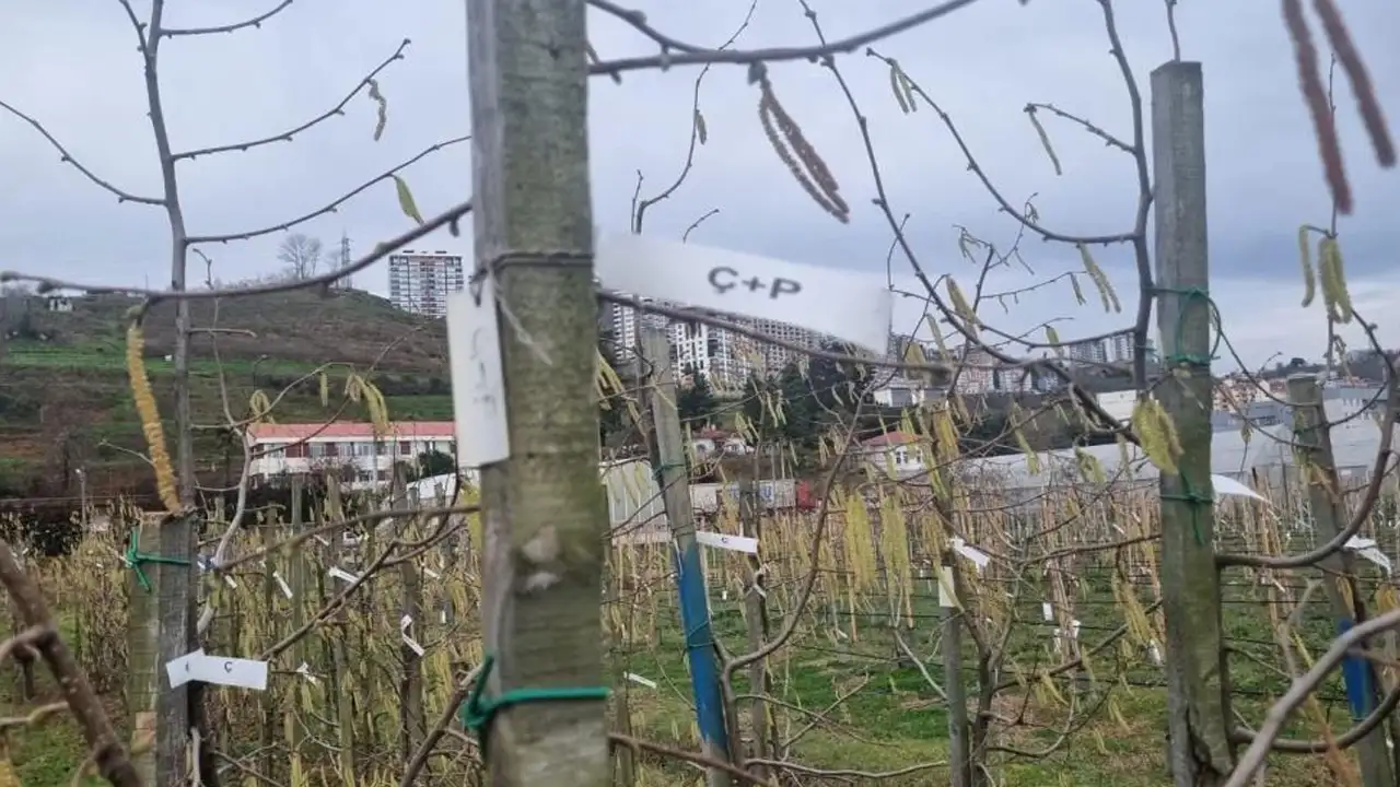 Fındık bahçelerinde kozalak akarıyla mücadele: Ne zaman ilaçlama yapılmalı?