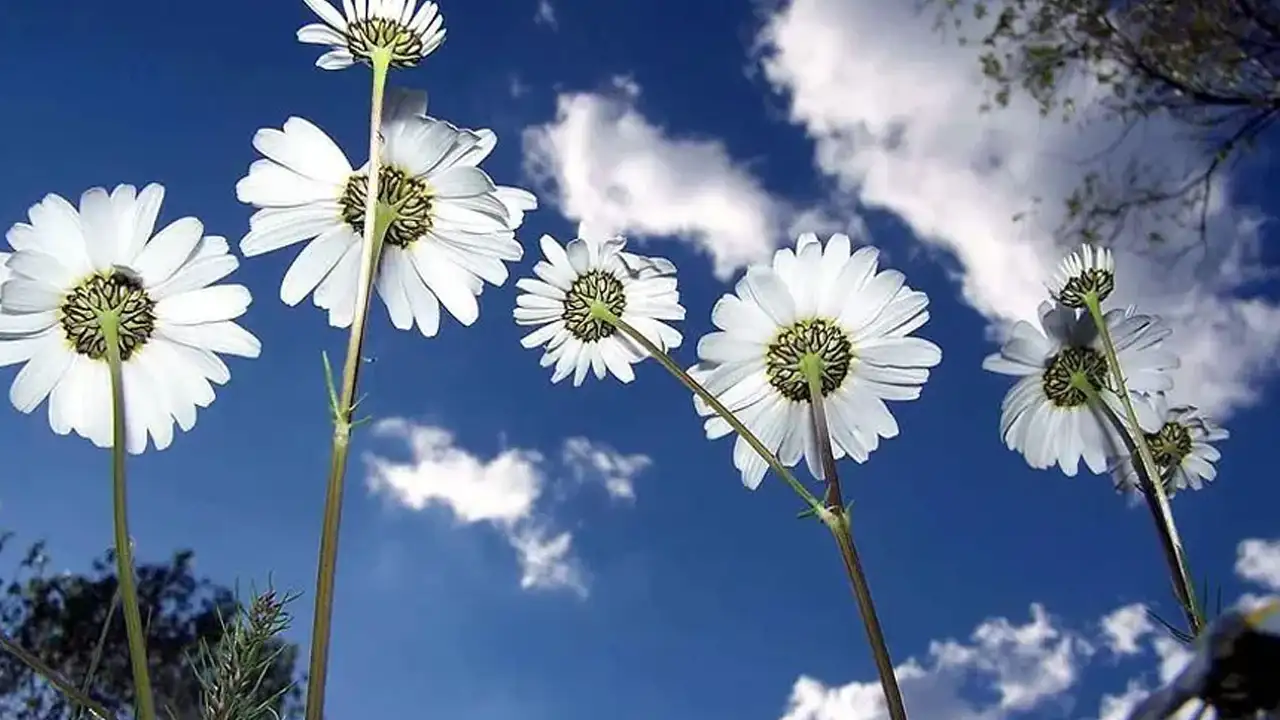 3. Cemre ne zaman düşecek: Üçüncü (son) cemre toprağa düştü mü, ne zaman düşer?
