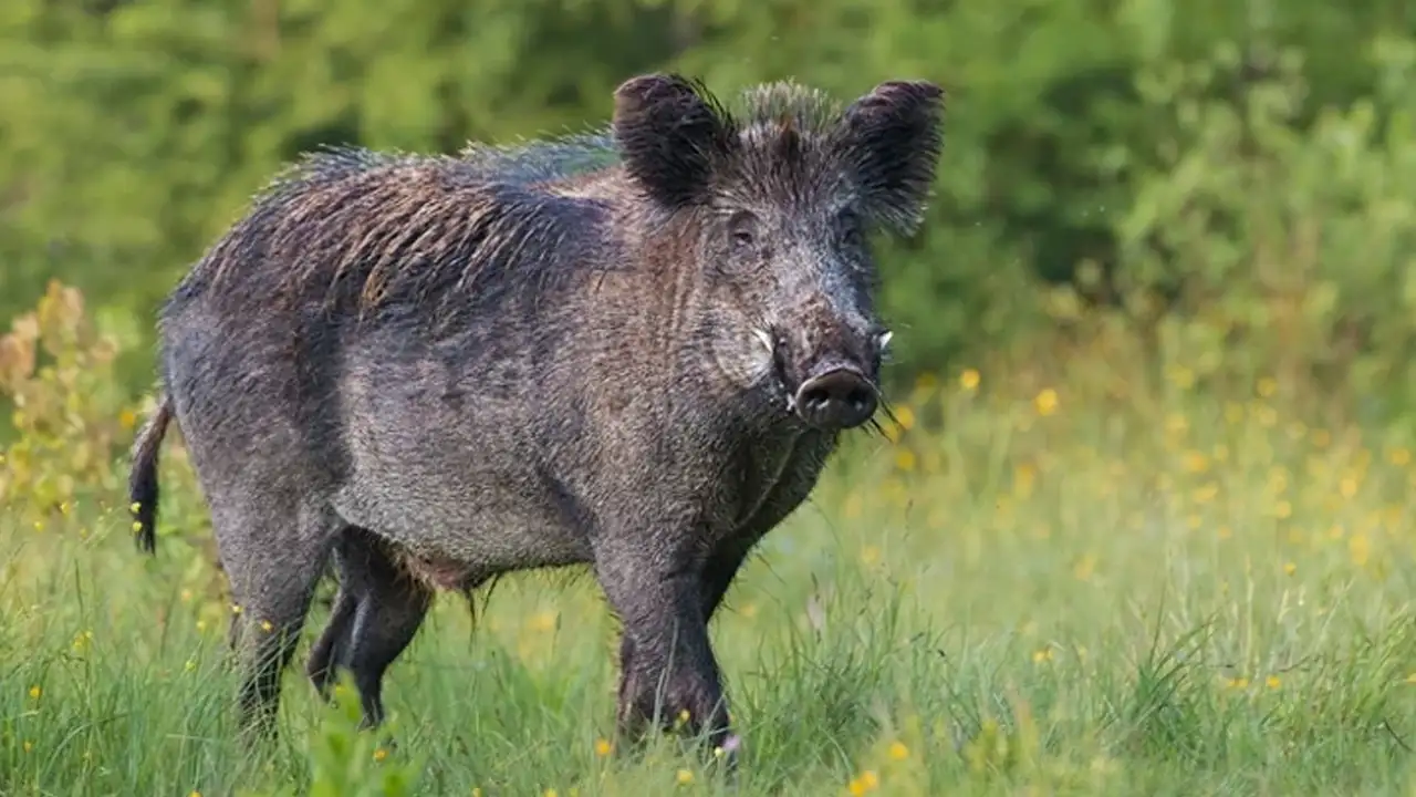 Rüyada domuz görmek ne anlama gelir? Rüyada siyah domuz görmek anlamı nedir?