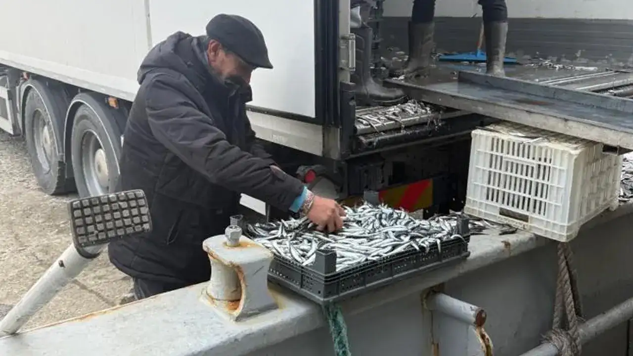 Ordu Fatsa’da balıkçıdan Ramazan’da ücretsiz hamsi dağıtımı