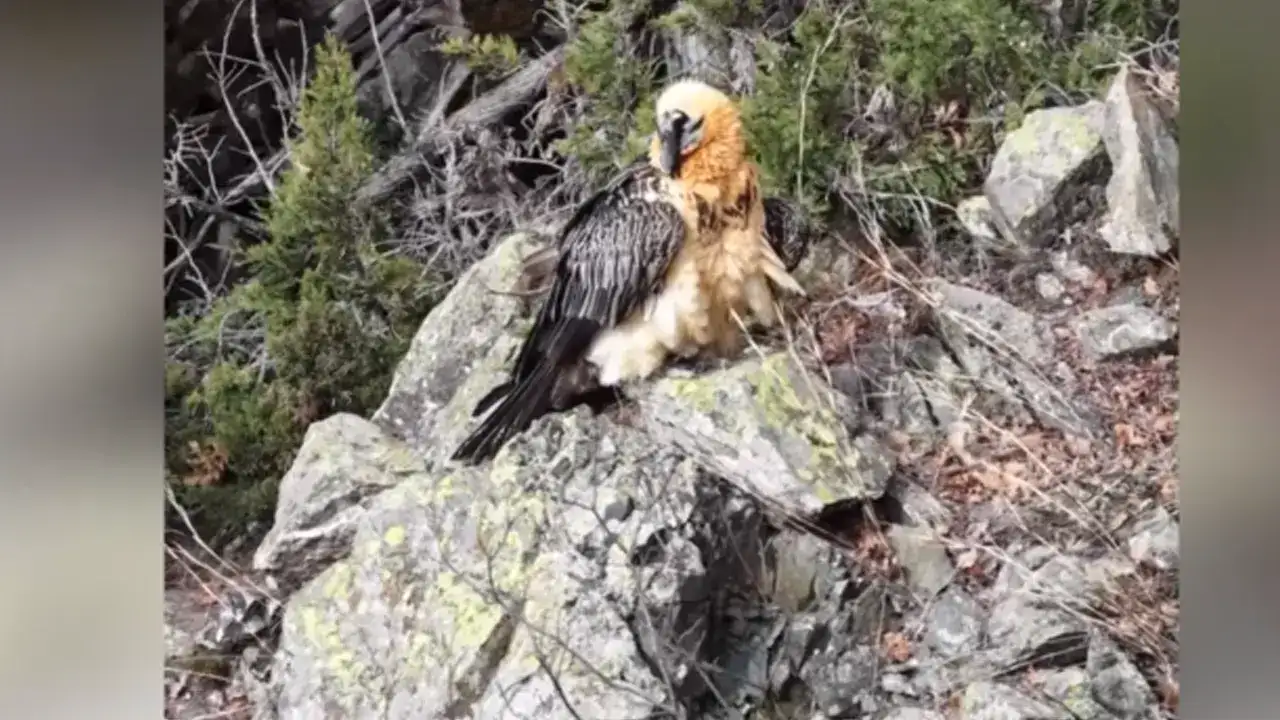 Artvin’de doğaya salınan sakallı akbaba GPS ile takip ediliyor