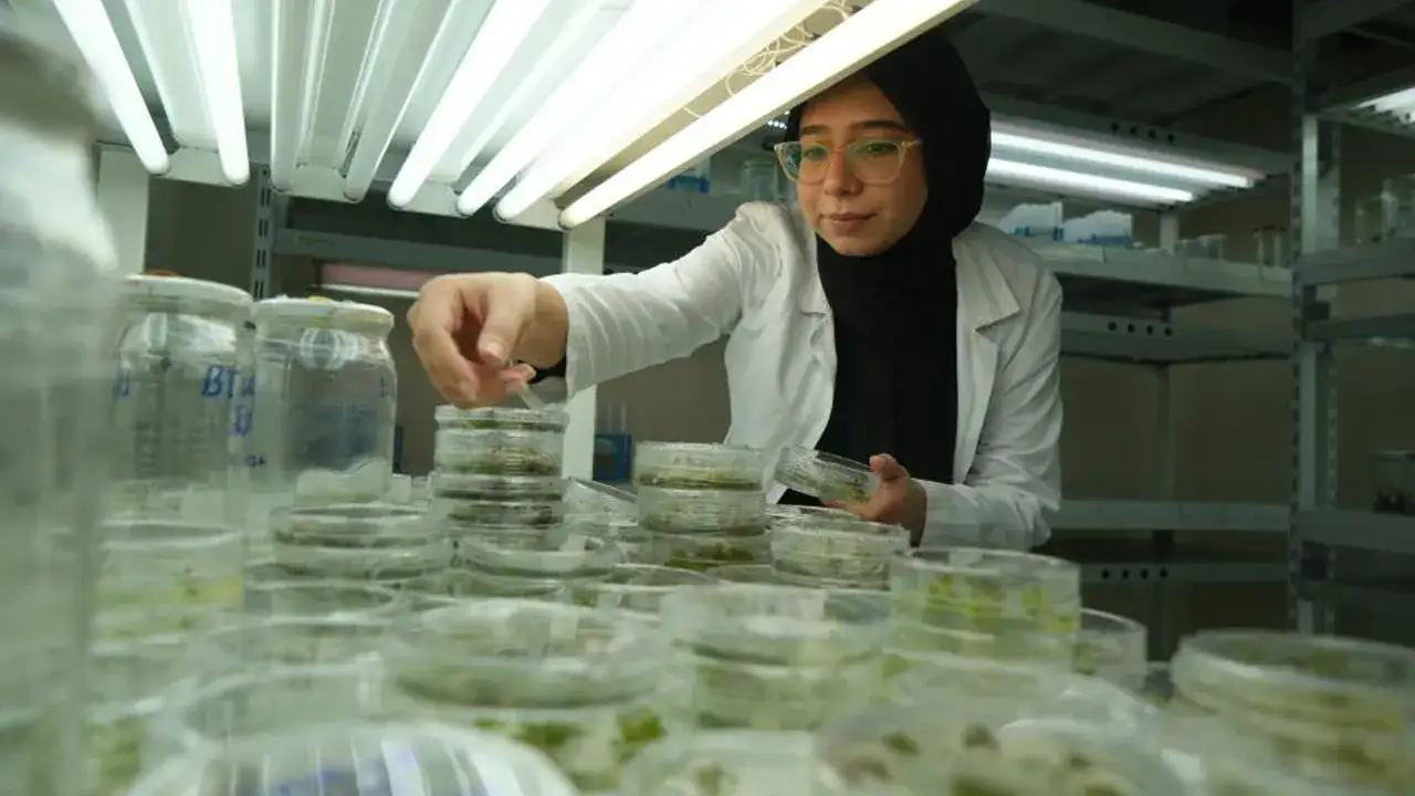 OMÜ’de kuraklığa dayanıklı domates için gen düzenleme araştırması