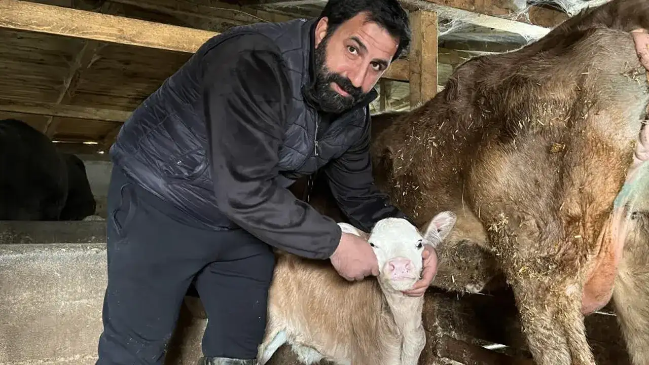 Artvin’de buzağılar buhar makinesiyle hayata tutunuyor