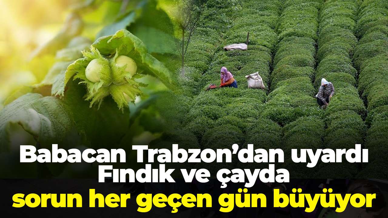 Babacan Trabzon’dan uyardı: Fındık ve çayda sorun her geçen gün büyüyor