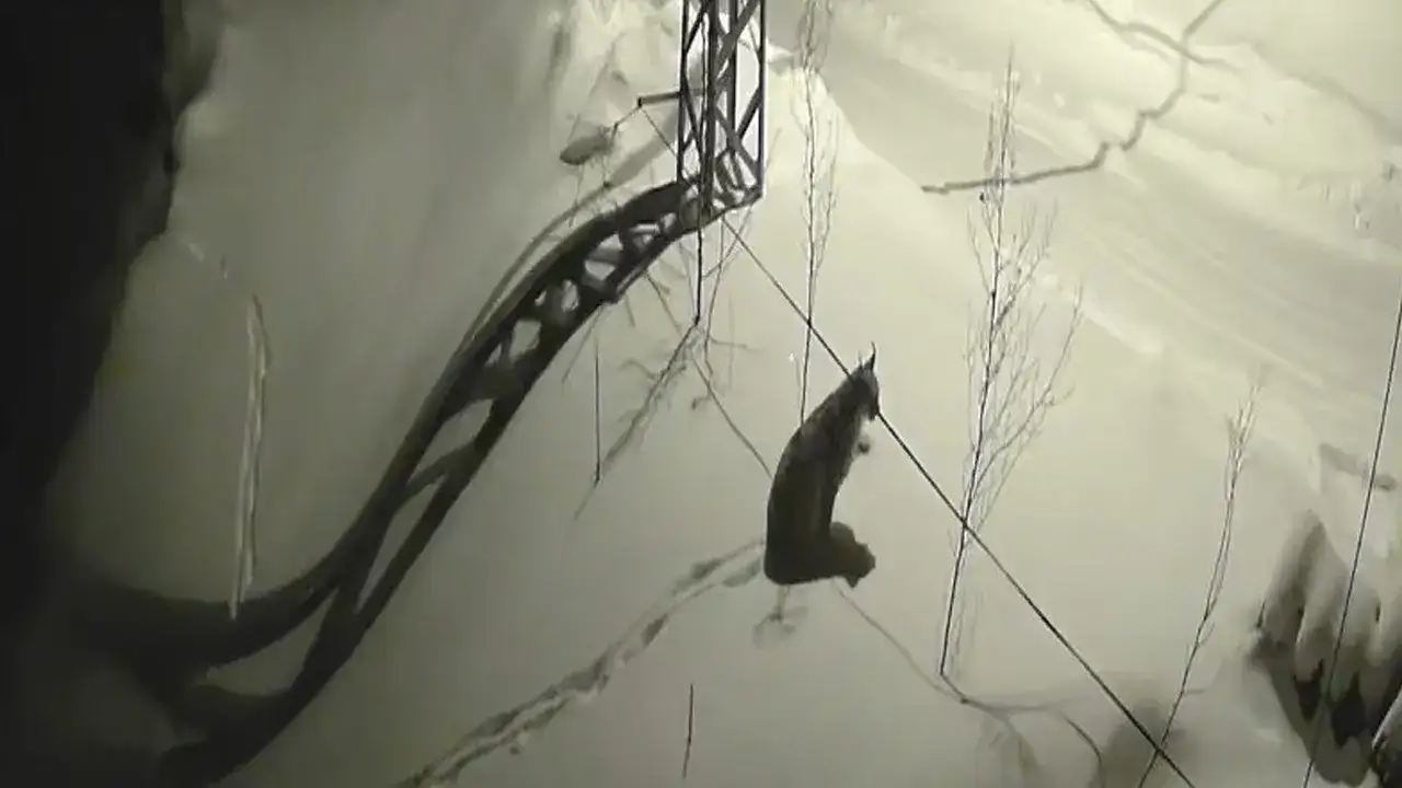 Bayburt’ta vaşak köyde görüntülendi