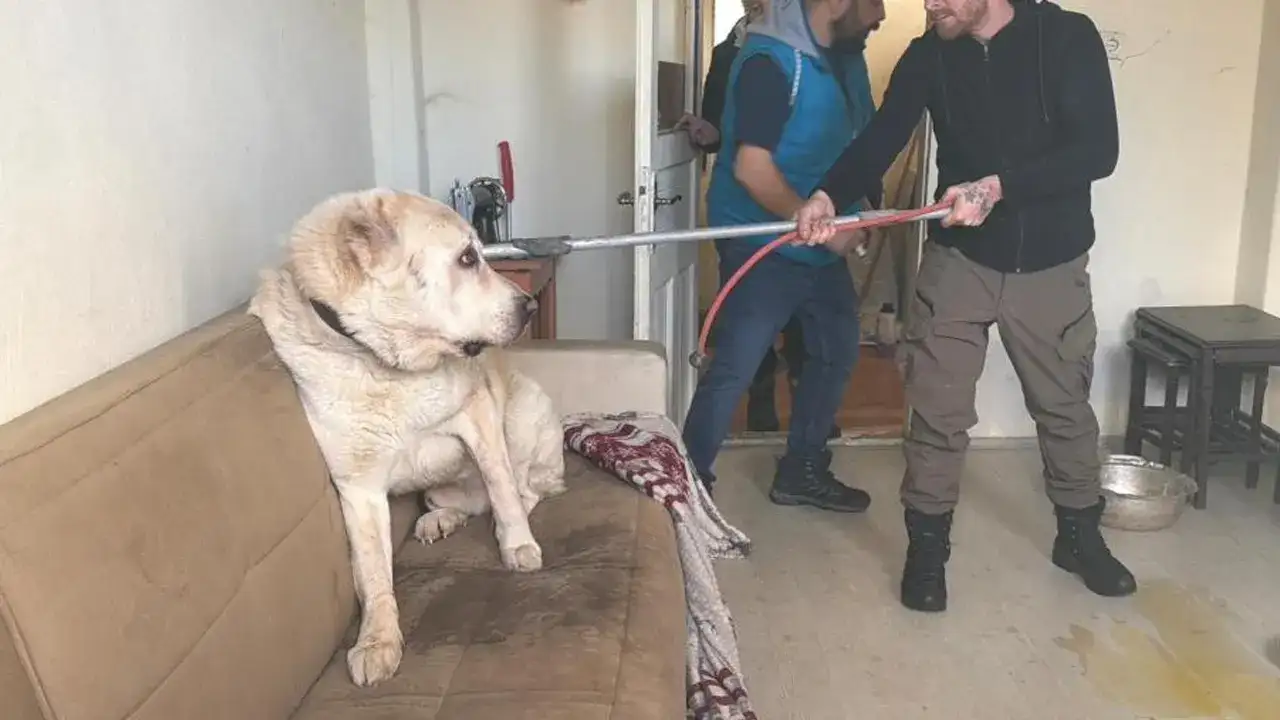 Artvin’de evde mahsur kalan 12 hayvan kurtarıldı