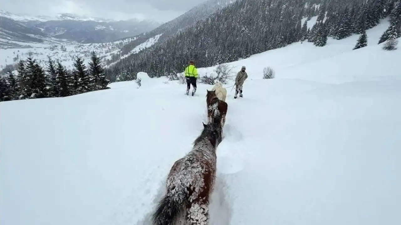 Artvin’de 3 aydır kayıp 2 at ve 1 tay dronla bulundu