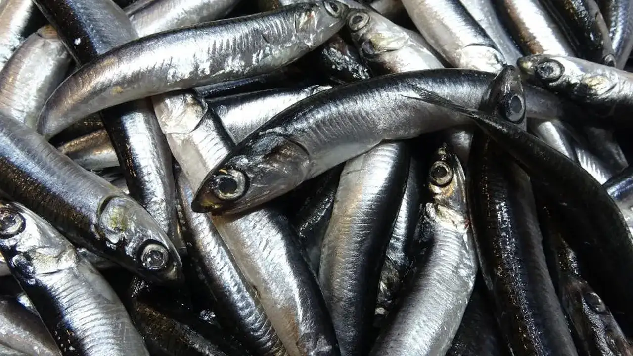 Trabzon’da hamsi ihracatı kazandırdı: İşte rakamlar