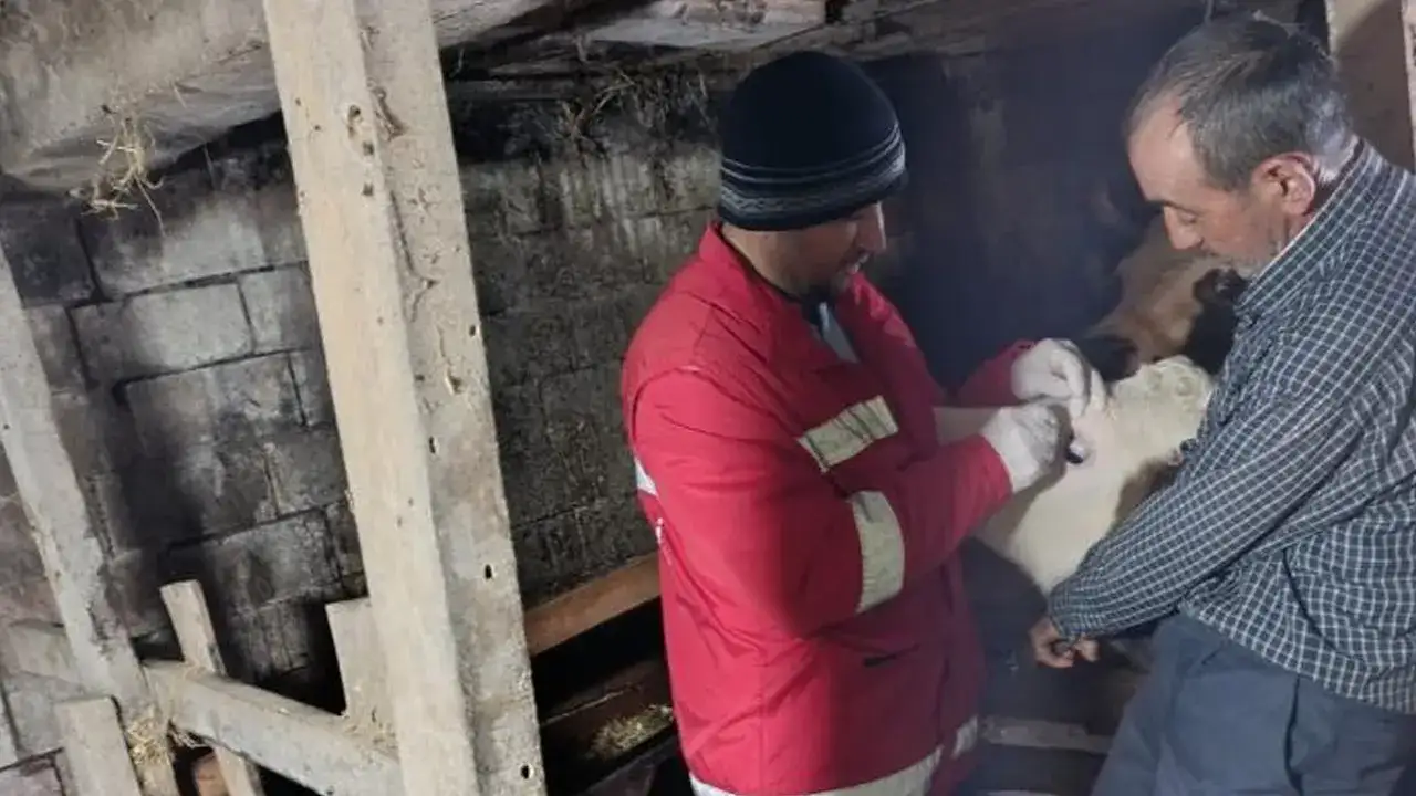 Çarşamba’da Büyükbaş hayvanlara Şap Aşısı seferberliği