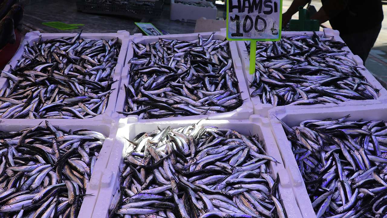 Rize’de balık tezgâhlarında hamsi ve istavrit 100 liradan satılıyor