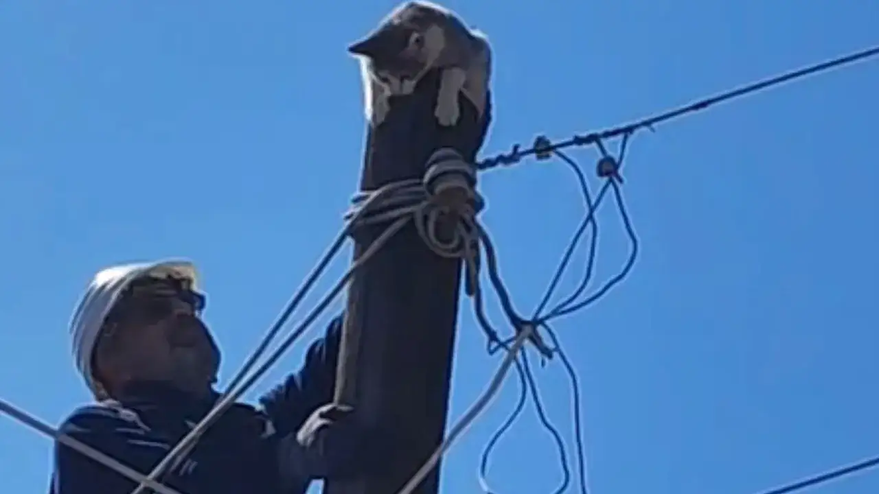 Artvin’de elektrik direğinde mahsur kalan kedi kurtarıldı