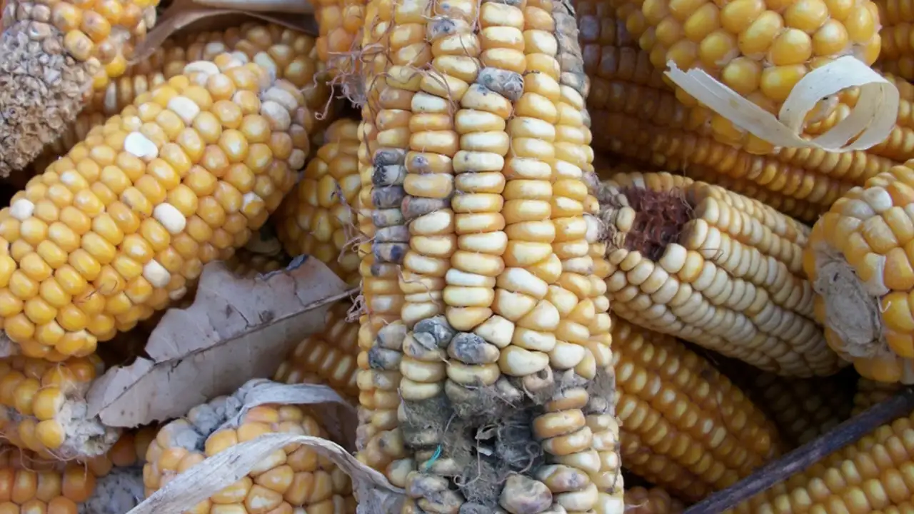 Aflatoksin nedir? Aflatoksin zararları nelerdir?