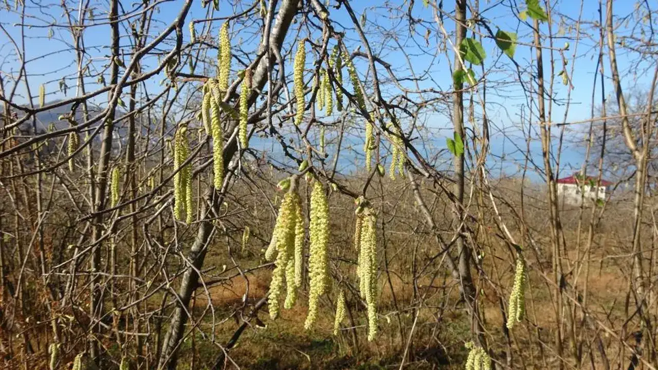 Uzmandan fındık üreticilerine uyarı: “Komşudan duyma bilgilerle hareket etmeyin”