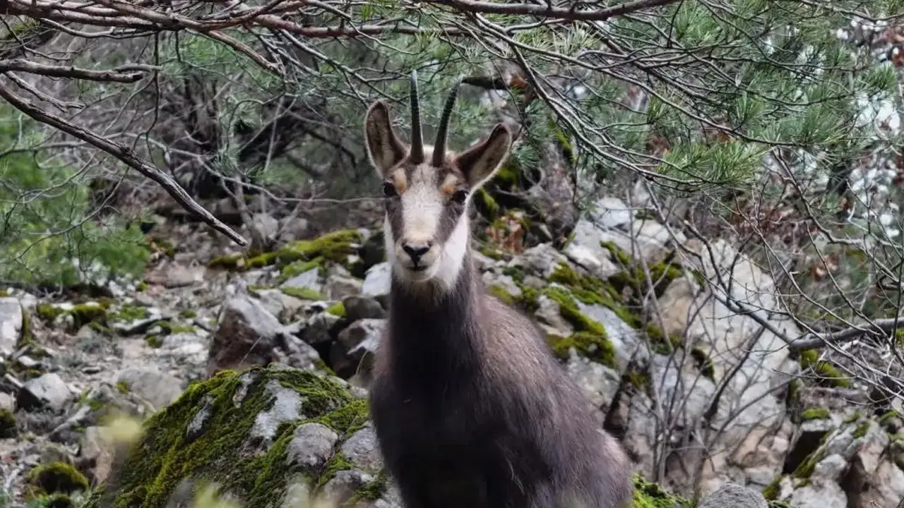 Gümüşhane’de çengel boynuzlu keçilerin büyüleyici görüntüleri