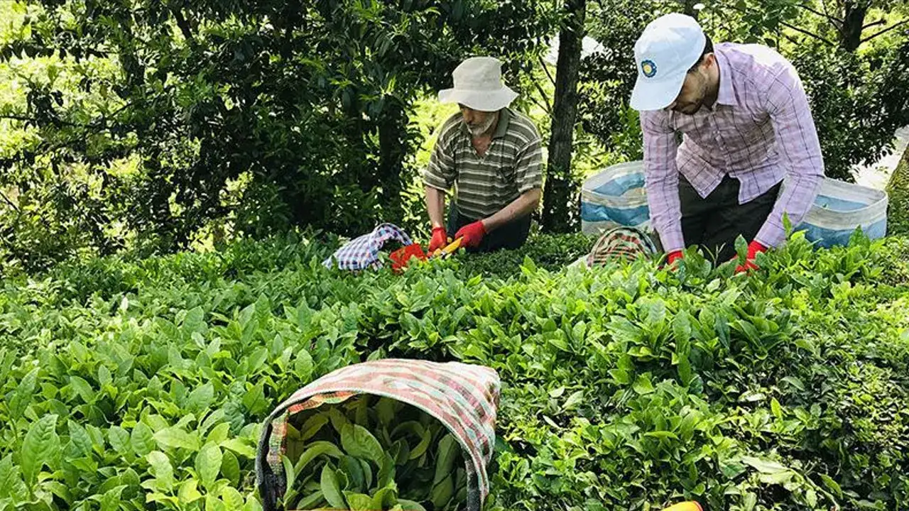 Çay üreticisine kötü haber: Gübre fiyatı 25 bin TL’ye dayandı