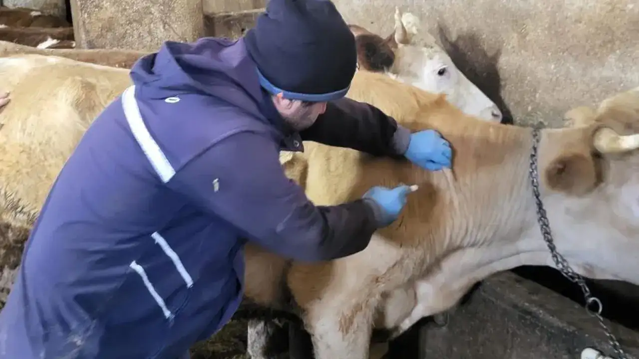 Bayburt Demirözü’nde büyükbaş hayvanlara şap ve brusella aşısı