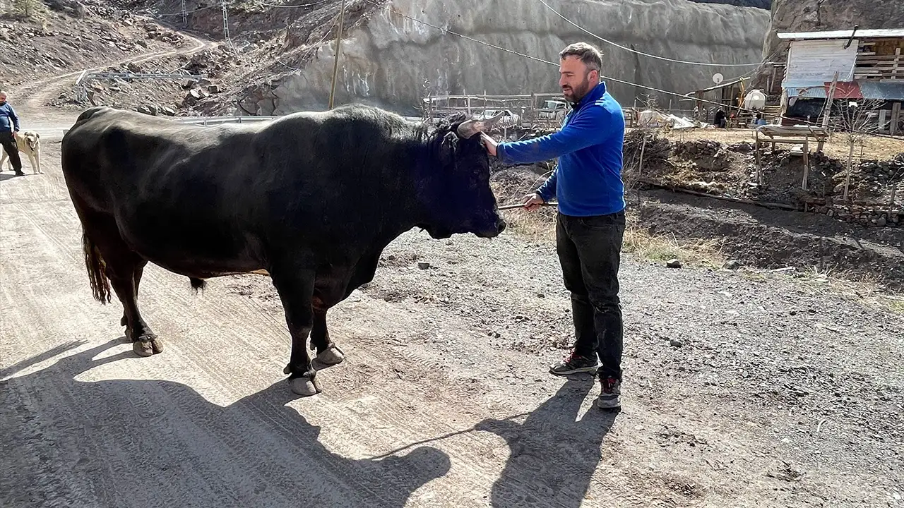 Artvin’de boğa güreşleri heyecanı: Fındık ve pekmezle hazırlanıyorlar