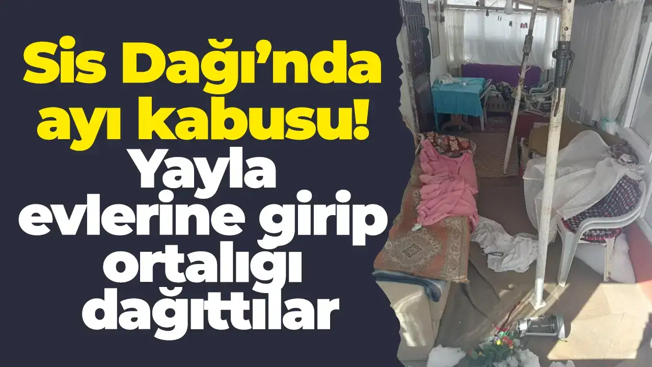 Sis Dağı’nda ayı kabusu! Yayla evlerine girip ortalığı dağıttılar