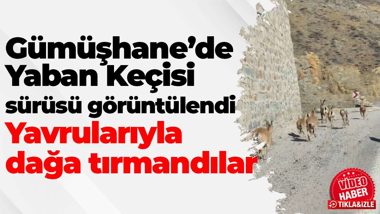 Gümüşhane’de Yaban Keçisi sürüsü görüntülendi: Yavrularıyla dağa tırmandılar