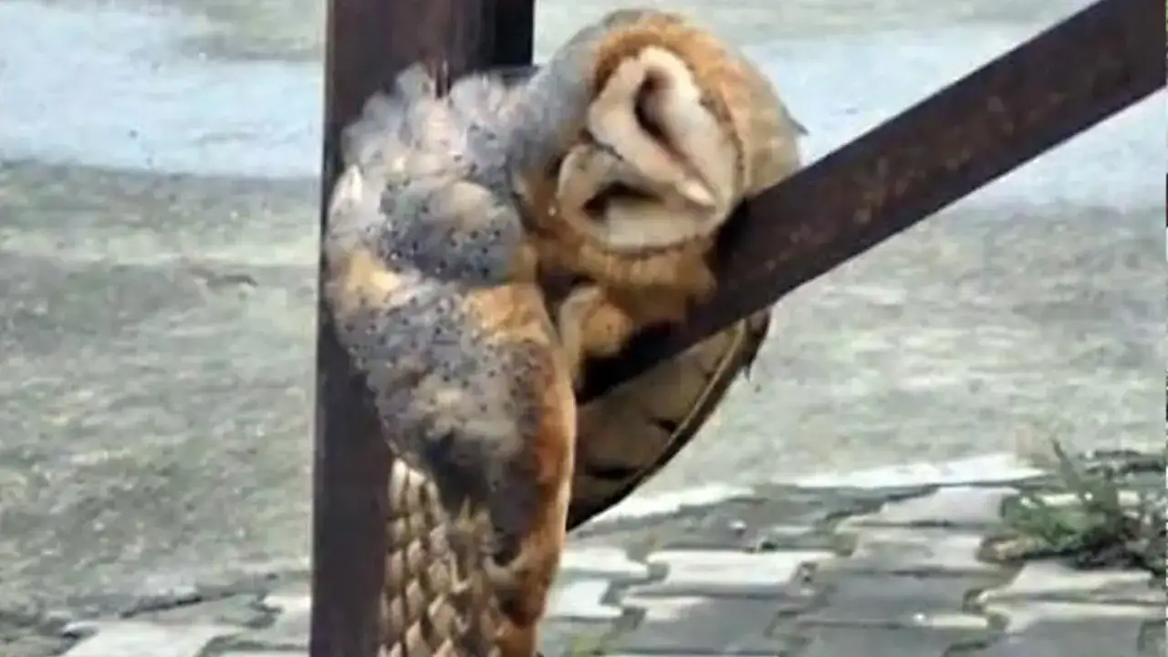 Araklı’da ilginç anlar! Direk üzerinde uyuyan baykuş dikkat çekti