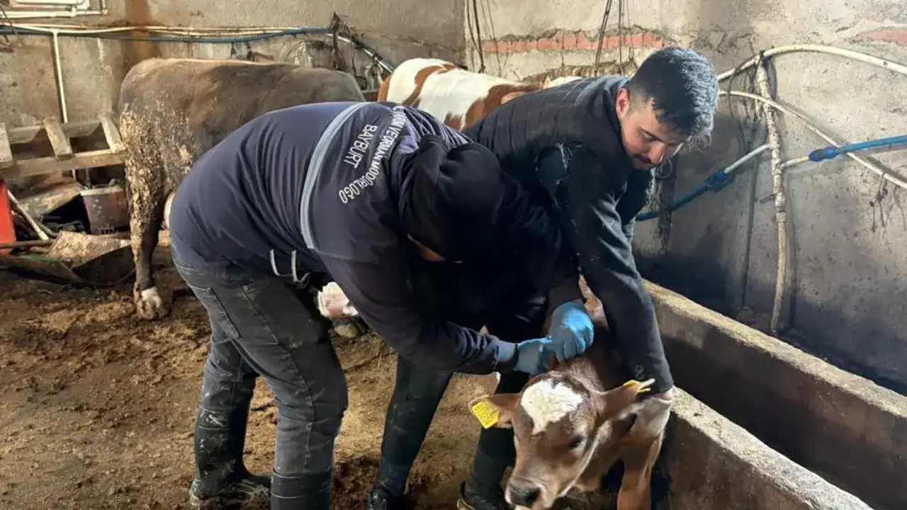 Bayburt’ta büyükbaş hayvanlara aşılama ve küpeleme çalışması