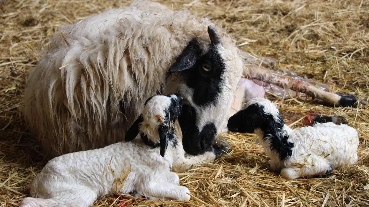 Samsun’da yetiştiricilere kuzu ve buzağı uyarısı