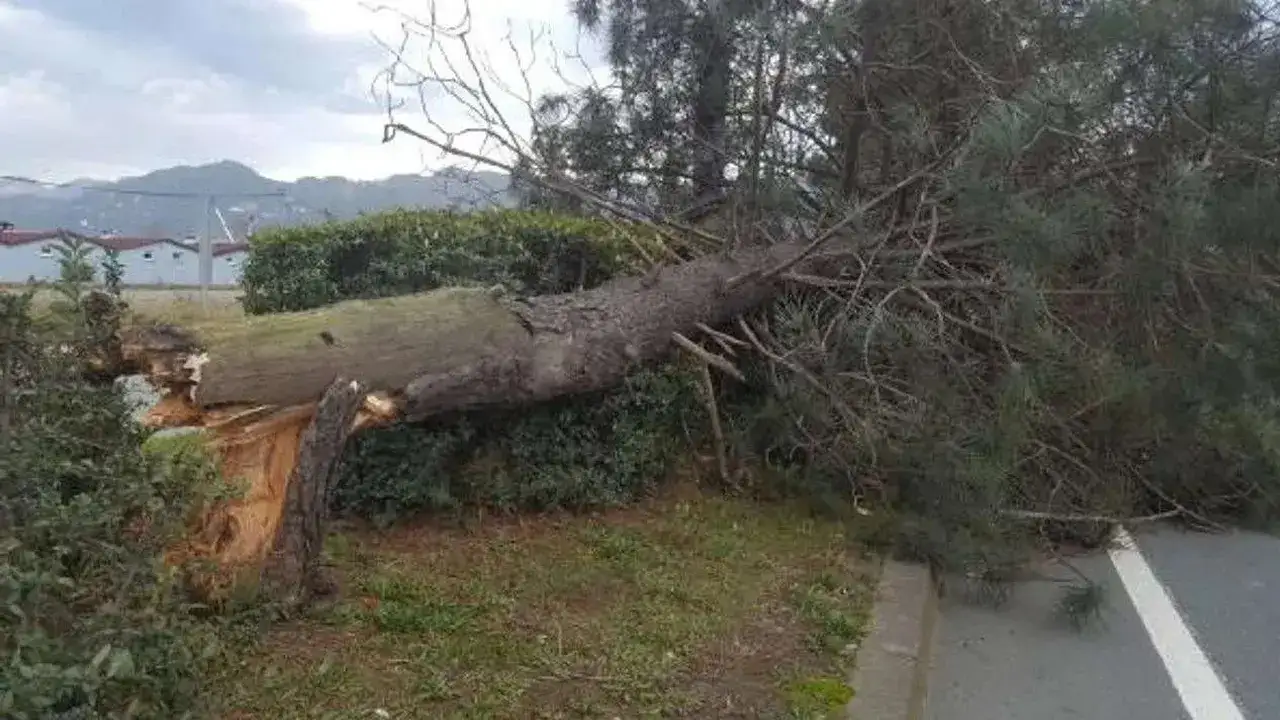 Karadeniz’de orman alarmı! 40 yıllık ağaç 5 dakikada yok oluyor